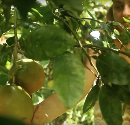 Paradise Eco Village Pahoa Kültér fotó