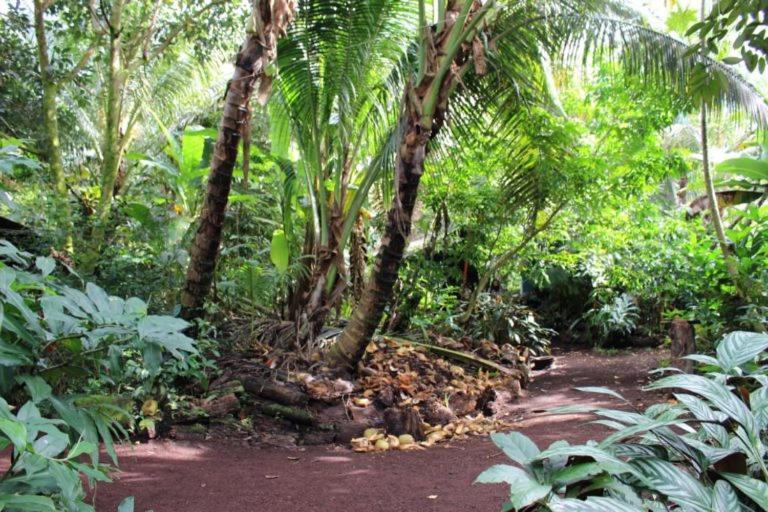 Paradise Eco Village Pahoa Kültér fotó
