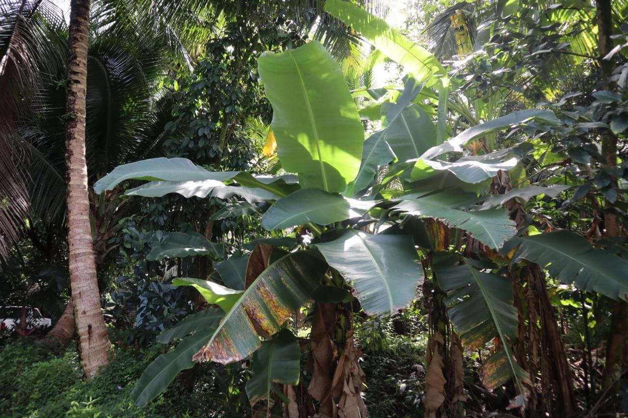 Paradise Eco Village Pahoa Kültér fotó