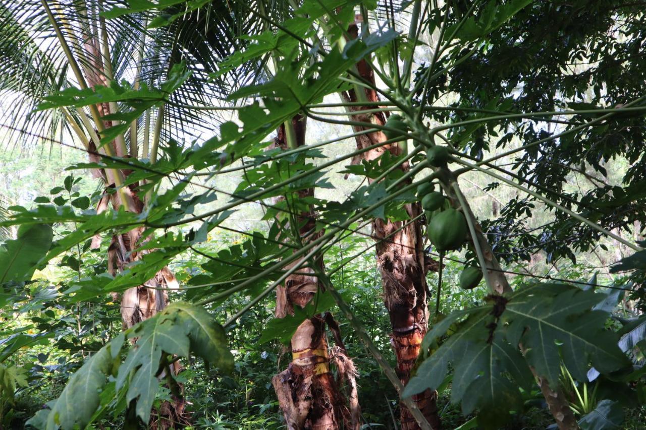 Paradise Eco Village Pahoa Kültér fotó